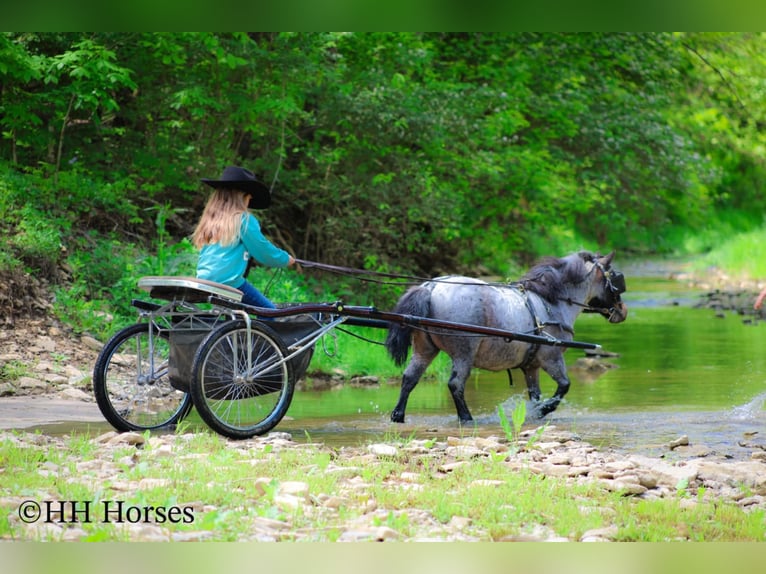 Weitere Ponys/Kleinpferde Wallach 12 Jahre 86 cm Roan-Bay in Hillsboro, KY