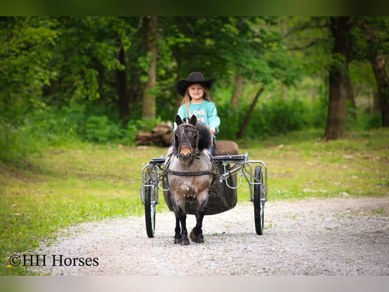 Weitere Ponys/Kleinpferde Wallach 12 Jahre 86 cm Roan-Bay in Hillsboro, KY