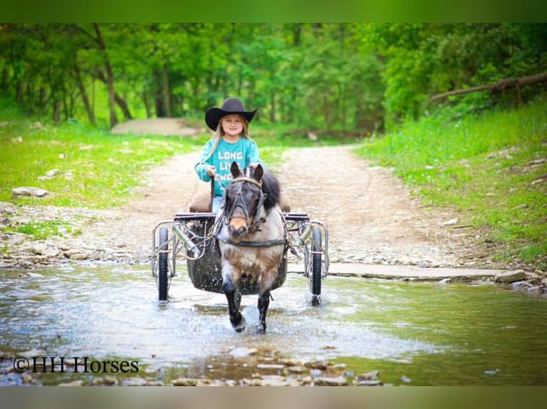 Weitere Ponys/Kleinpferde Wallach 12 Jahre 86 cm Roan-Bay in Hillsboro, KY