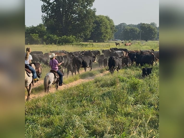 Weitere Ponys/Kleinpferde Wallach 12 Jahre 91 cm Roan-Blue in Bloomburg