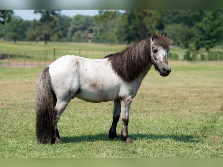 Weitere Ponys/Kleinpferde Wallach 12 Jahre 91 cm Roan-Blue in Bloomburg