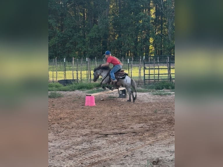 Weitere Ponys/Kleinpferde Wallach 12 Jahre 91 cm Roan-Blue in Bloomburg