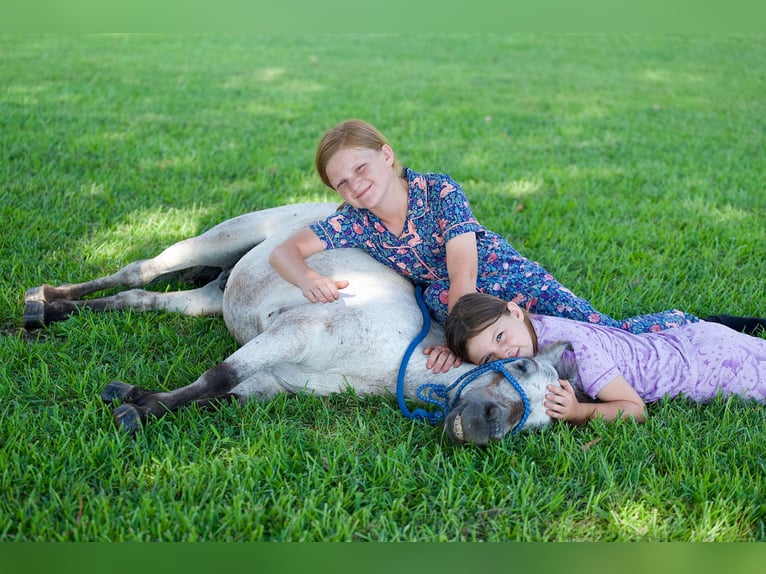 Weitere Ponys/Kleinpferde Wallach 12 Jahre 91 cm Roan-Blue in Bloomburg
