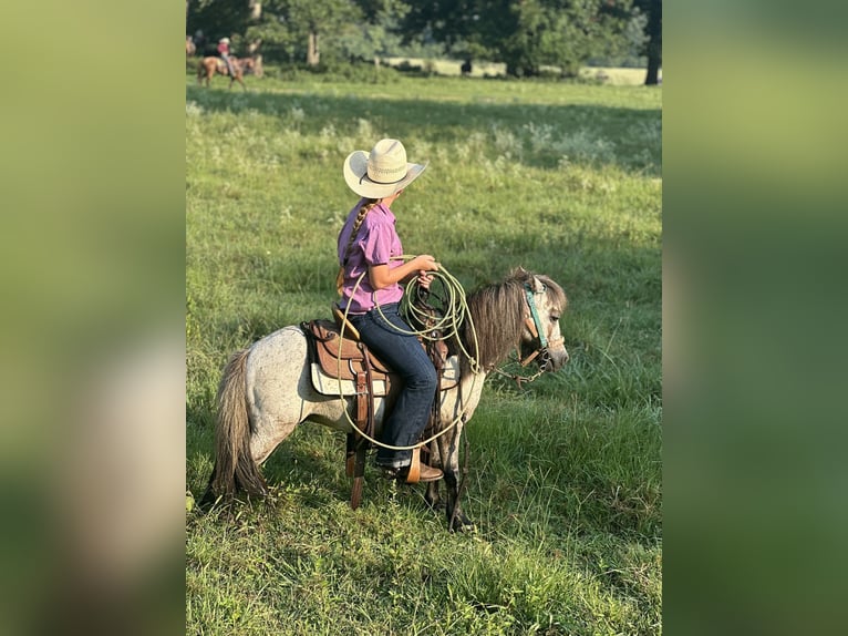 Weitere Ponys/Kleinpferde Wallach 12 Jahre 91 cm Roan-Blue in Bloomburg