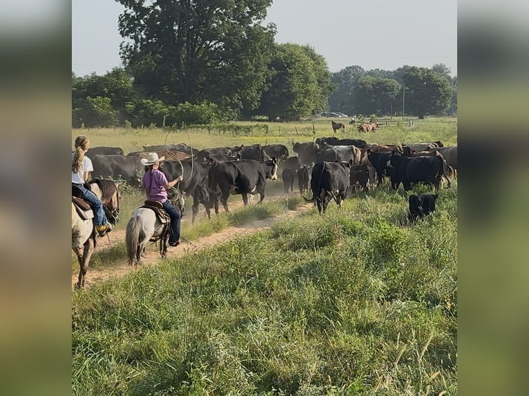 Weitere Ponys/Kleinpferde Wallach 12 Jahre 91 cm Roan-Blue in Bloomburg