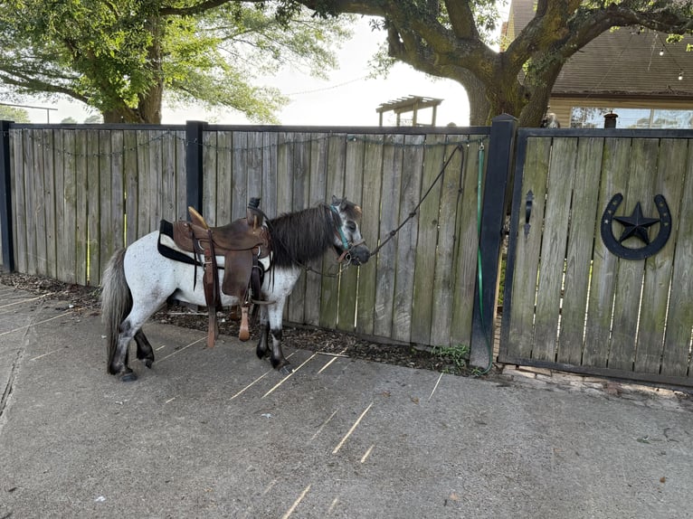 Weitere Ponys/Kleinpferde Wallach 12 Jahre 91 cm Roan-Blue in Bloomburg