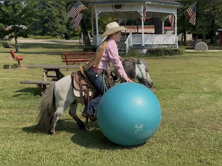 Weitere Ponys/Kleinpferde Wallach 12 Jahre 91 cm Roan-Blue in Bloomburg