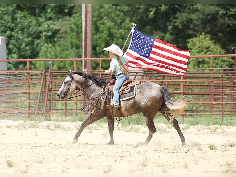 Weitere Ponys/Kleinpferde Wallach 12 Jahre 91 cm Roan-Blue in Bloomburg