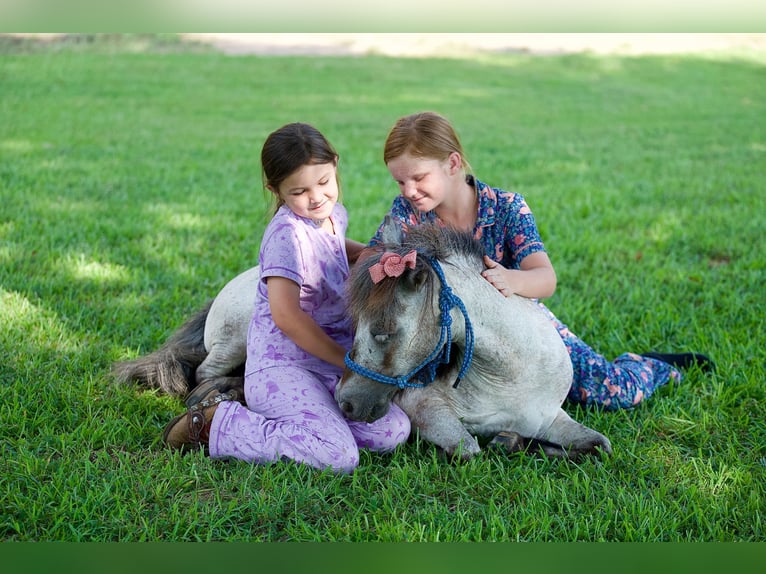 Weitere Ponys/Kleinpferde Wallach 12 Jahre 91 cm Roan-Blue in Bloomburg