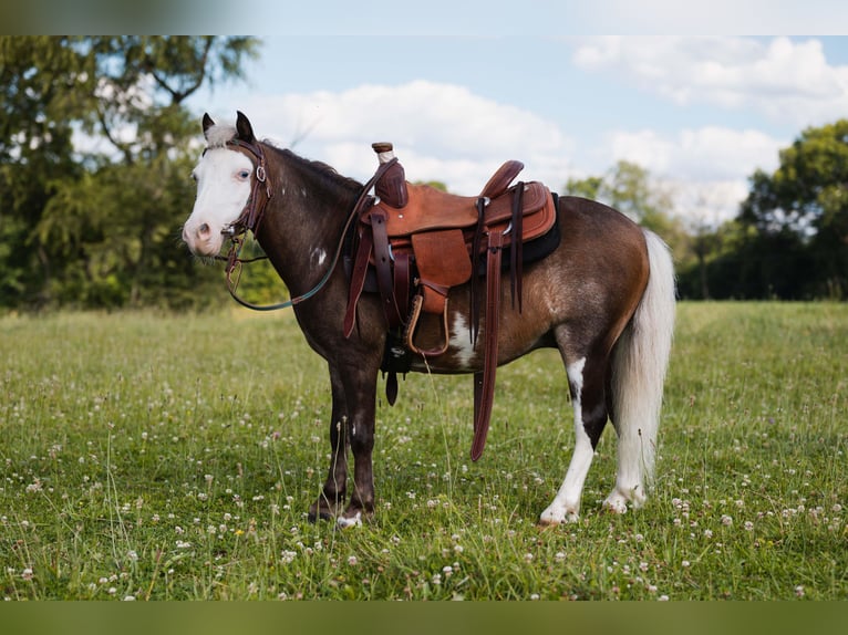 Weitere Ponys/Kleinpferde Wallach 12 Jahre 91 cm Schecke in Orrville