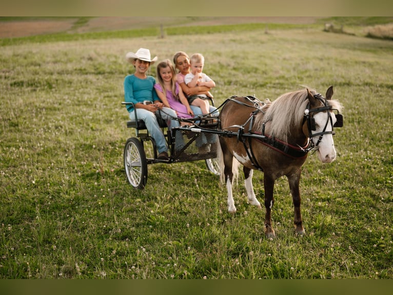 Weitere Ponys/Kleinpferde Wallach 12 Jahre 91 cm Schecke in Orrville