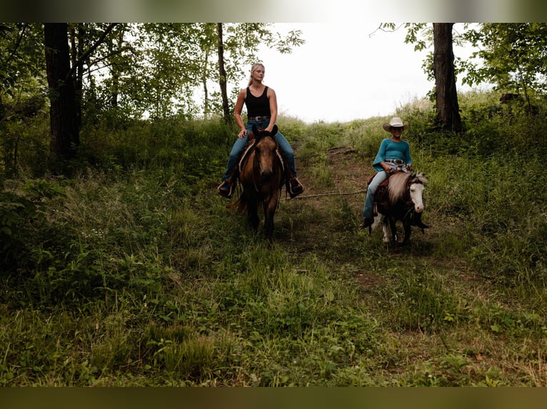 Weitere Ponys/Kleinpferde Wallach 12 Jahre 91 cm Schecke in Orrville