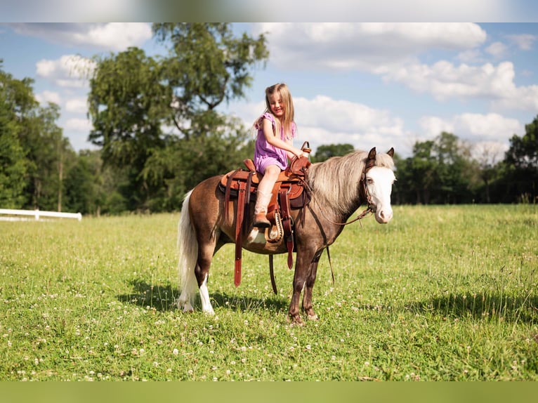 Weitere Ponys/Kleinpferde Wallach 12 Jahre 91 cm Schecke in Orrville