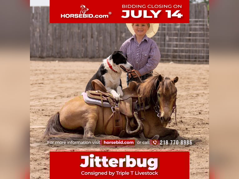 Weitere Ponys/Kleinpferde Wallach 12 Jahre 97 cm Buckskin in Nevis, MN