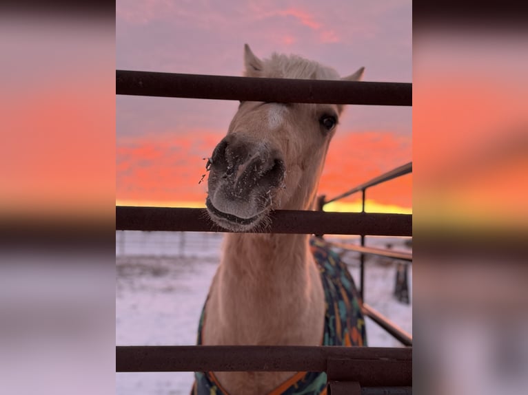 Weitere Ponys/Kleinpferde Wallach 12 Jahre 97 cm Palomino in Ridgway