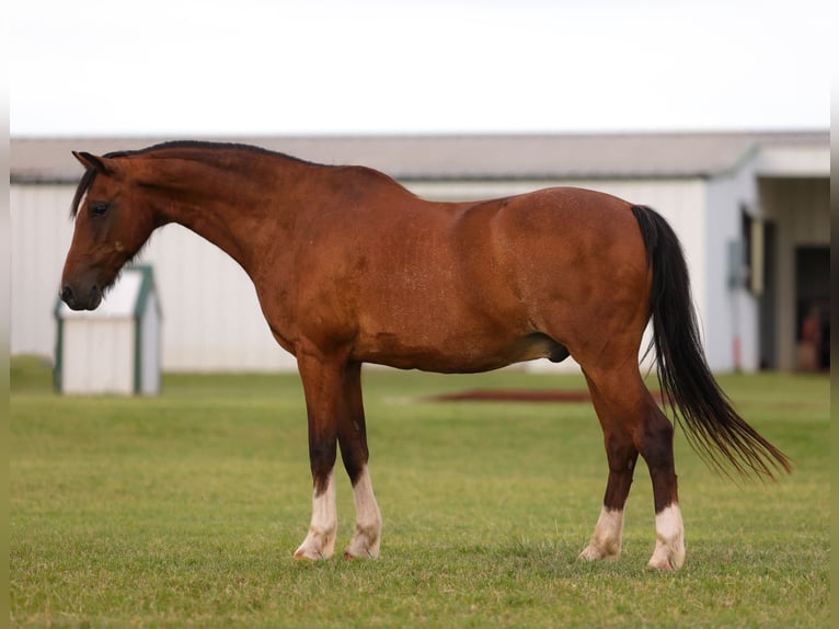 Weitere Ponys/Kleinpferde Mix Wallach 12 Jahre Rotbrauner in Ripley