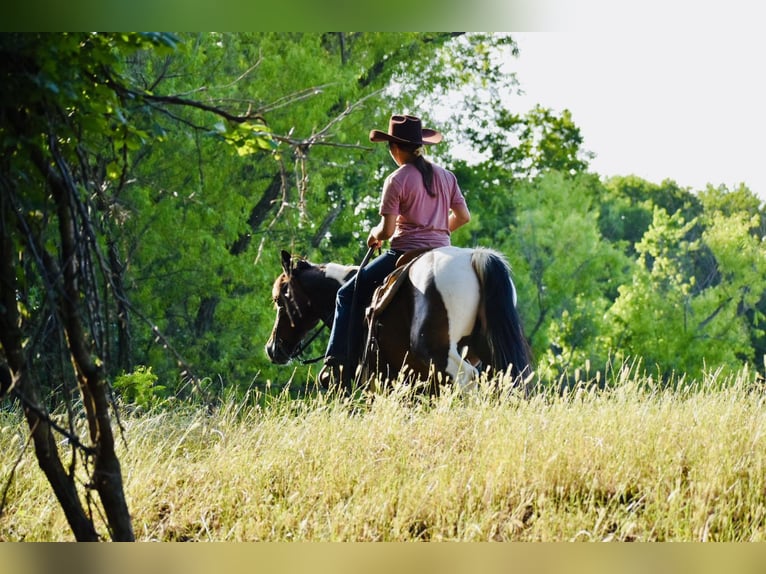 Weitere Ponys/Kleinpferde Wallach 12 Jahre Schecke in Grandview