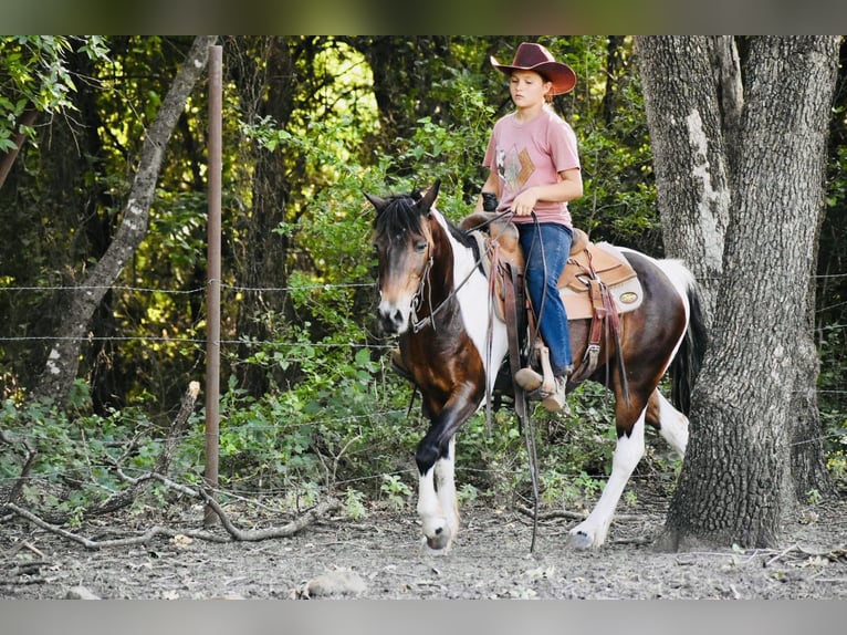 Weitere Ponys/Kleinpferde Wallach 12 Jahre Schecke in Grandview