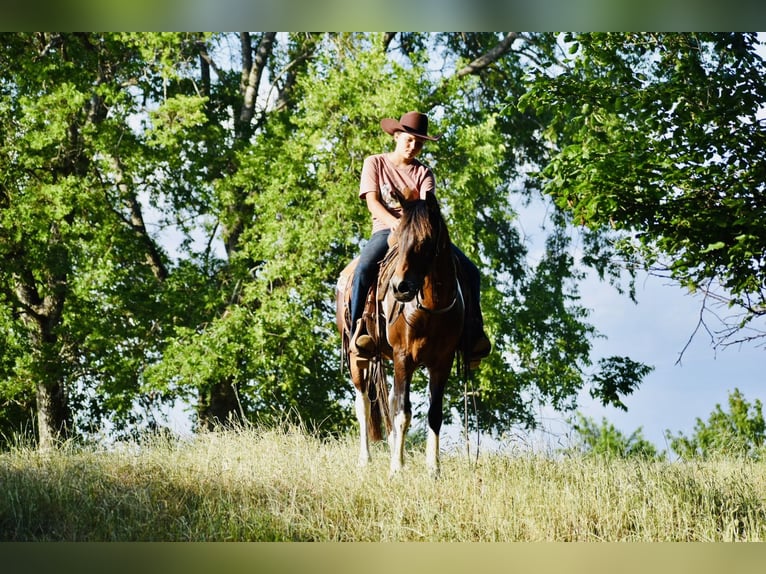 Weitere Ponys/Kleinpferde Wallach 12 Jahre Schecke in Grandview