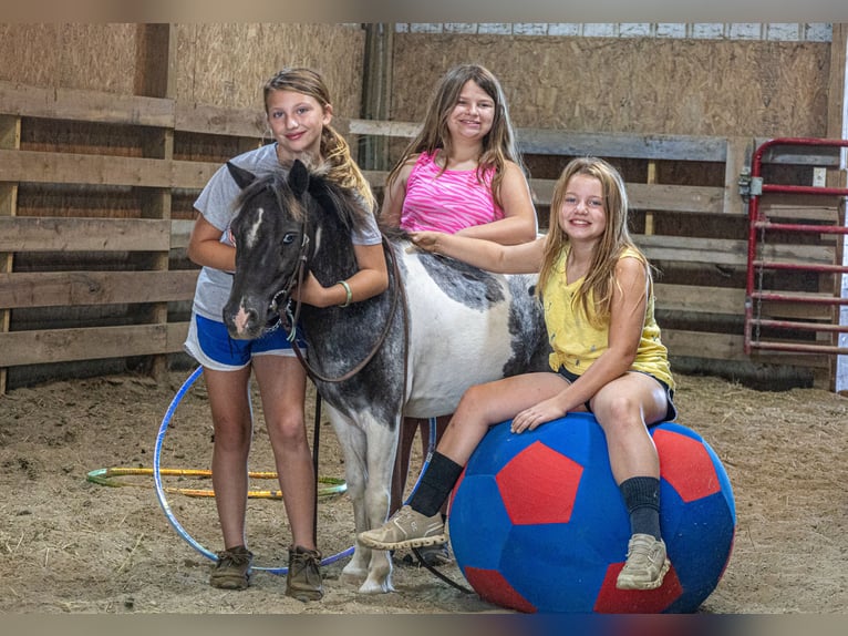Weitere Ponys/Kleinpferde Wallach 12 Jahre  in Ewing