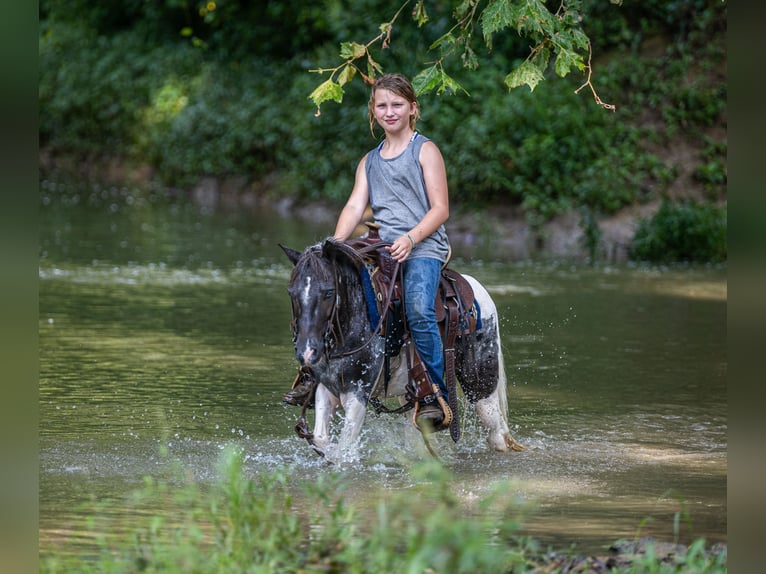 Weitere Ponys/Kleinpferde Wallach 12 Jahre  in Ewing