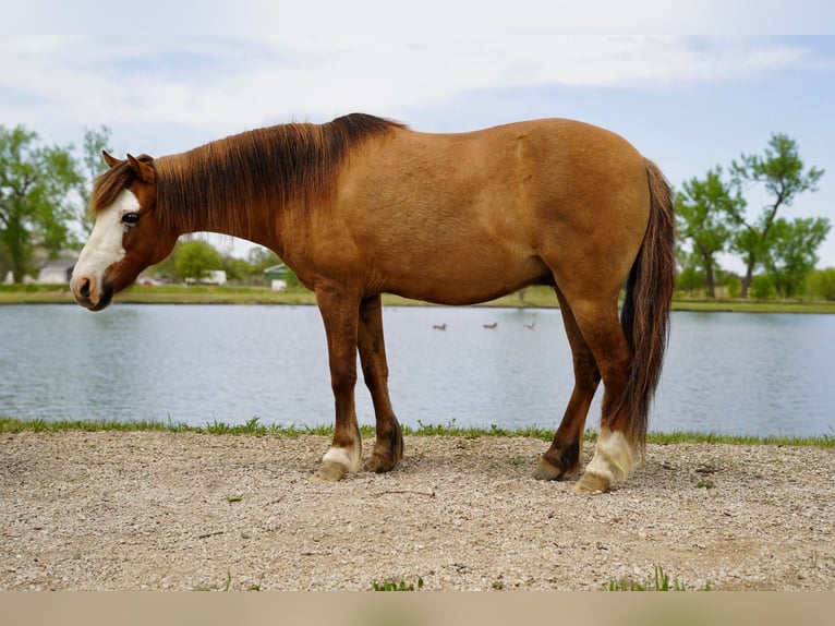 Weitere Ponys/Kleinpferde Wallach 13 Jahre 102 cm Red Dun in Brandon