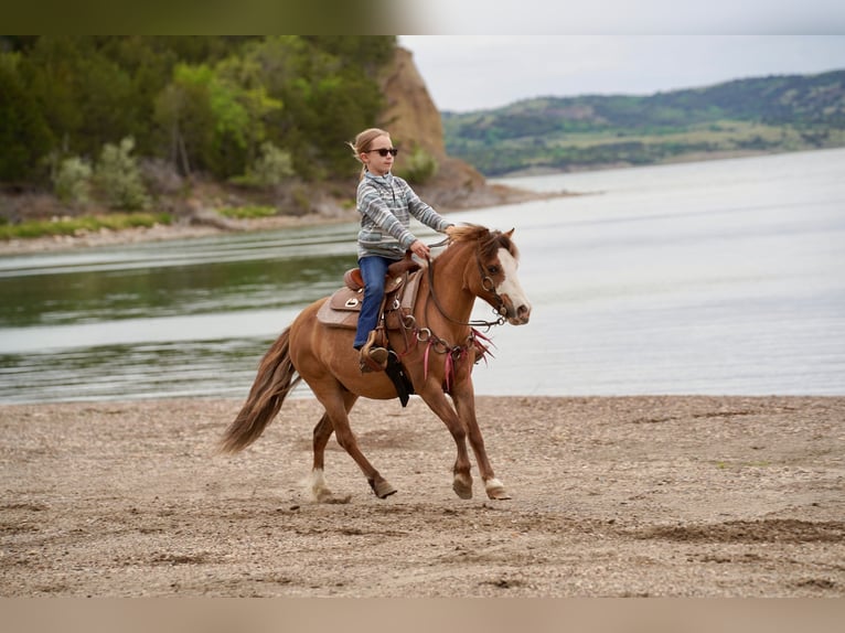 Weitere Ponys/Kleinpferde Wallach 13 Jahre 102 cm Red Dun in Brandon
