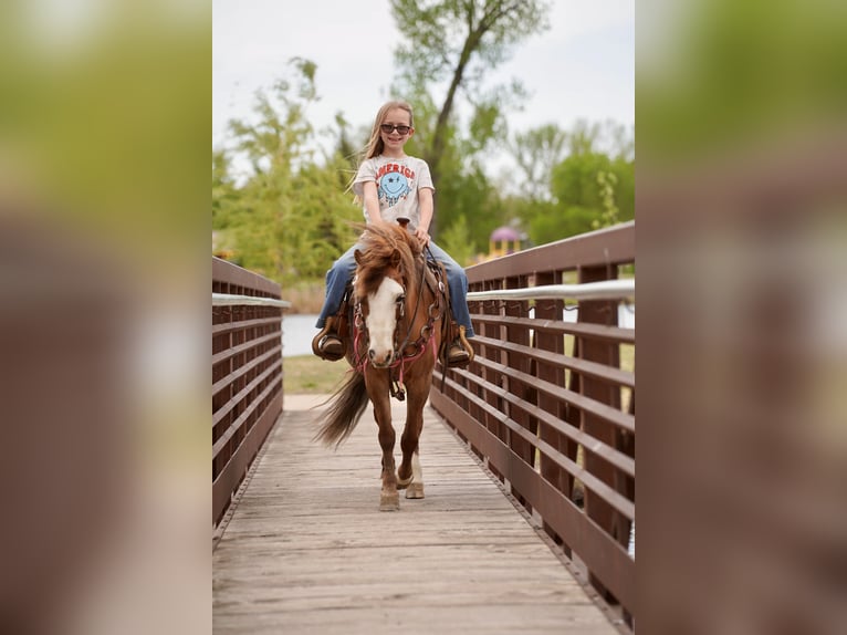 Weitere Ponys/Kleinpferde Wallach 13 Jahre 102 cm Red Dun in Brandon