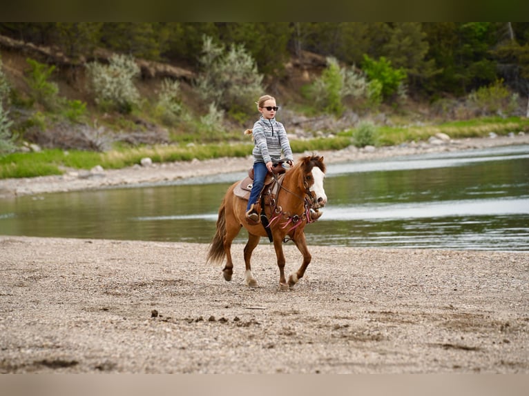 Weitere Ponys/Kleinpferde Wallach 13 Jahre 102 cm Red Dun in Brandon