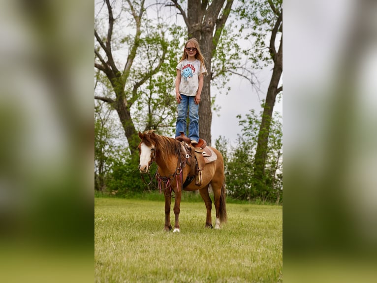 Weitere Ponys/Kleinpferde Wallach 13 Jahre 102 cm Red Dun in Brandon