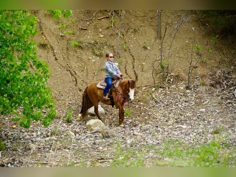 Weitere Ponys/Kleinpferde Wallach 13 Jahre 102 cm Red Dun in Brandon