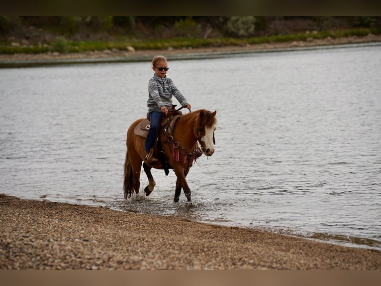 Weitere Ponys/Kleinpferde Wallach 13 Jahre 102 cm Red Dun in Brandon