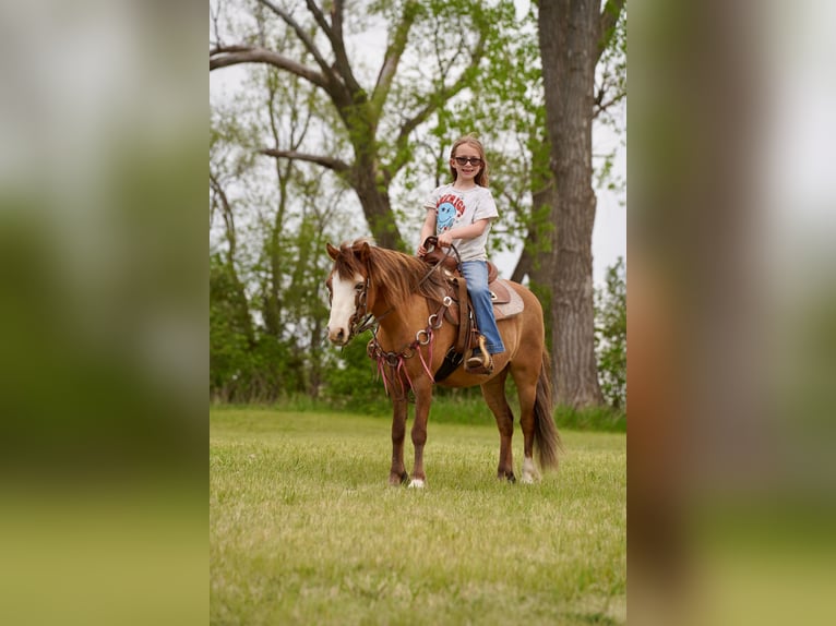 Weitere Ponys/Kleinpferde Wallach 13 Jahre 102 cm Red Dun in Brandon
