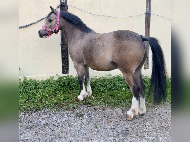 Weitere Ponys/Kleinpferde Wallach 13 Jahre 120 cm in Cambiago