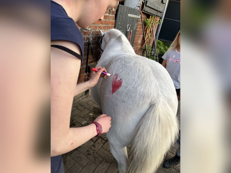 Weitere Ponys/Kleinpferde Wallach 13 Jahre 122 cm Schimmel in Elbe-Parey