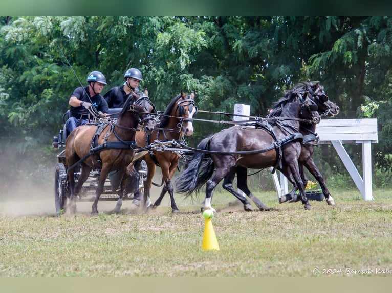 Weitere Ponys/Kleinpferde Wallach 13 Jahre 126 cm Rappe in Rechnitz