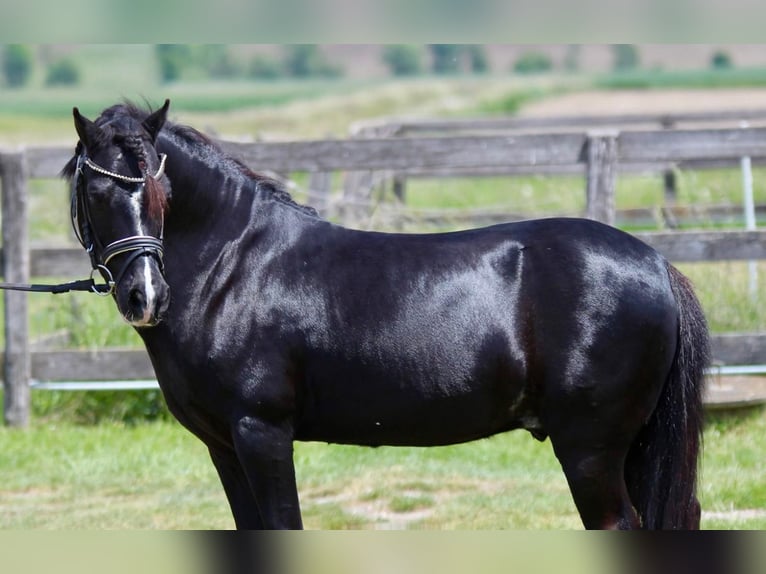 Weitere Ponys/Kleinpferde Wallach 13 Jahre 126 cm Rappe in Rechnitz