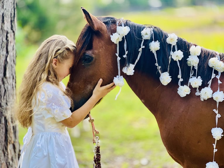 Weitere Ponys/Kleinpferde Wallach 13 Jahre 127 cm Rotbrauner in Wilburton, OK