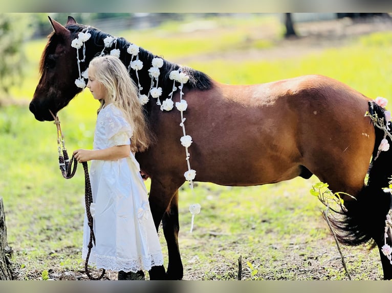Weitere Ponys/Kleinpferde Wallach 13 Jahre 127 cm Rotbrauner in Wilburton, OK