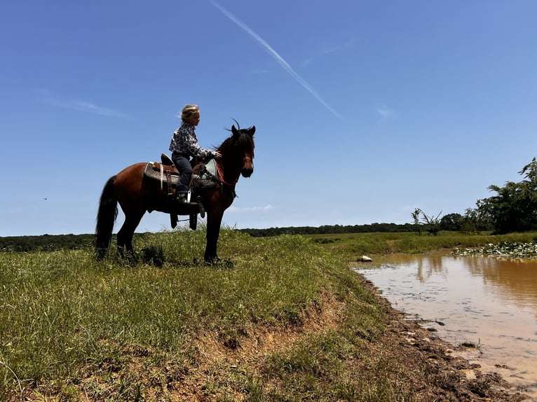 Weitere Ponys/Kleinpferde Wallach 13 Jahre 127 cm Rotbrauner in Wilburton, OK