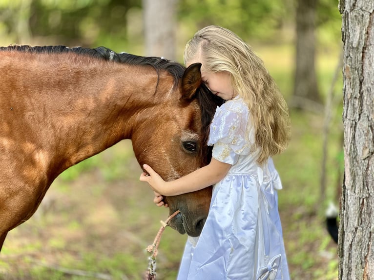 Weitere Ponys/Kleinpferde Wallach 13 Jahre 127 cm Rotbrauner in Wilburton, OK