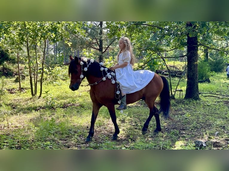 Weitere Ponys/Kleinpferde Wallach 13 Jahre 127 cm Rotbrauner in Wilburton, OK