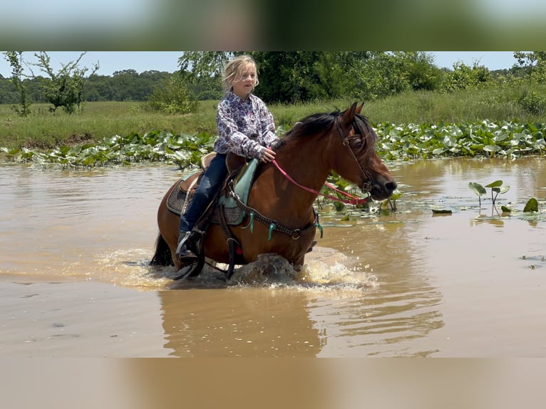 Weitere Ponys/Kleinpferde Wallach 13 Jahre 127 cm Rotbrauner in Wilburton, OK