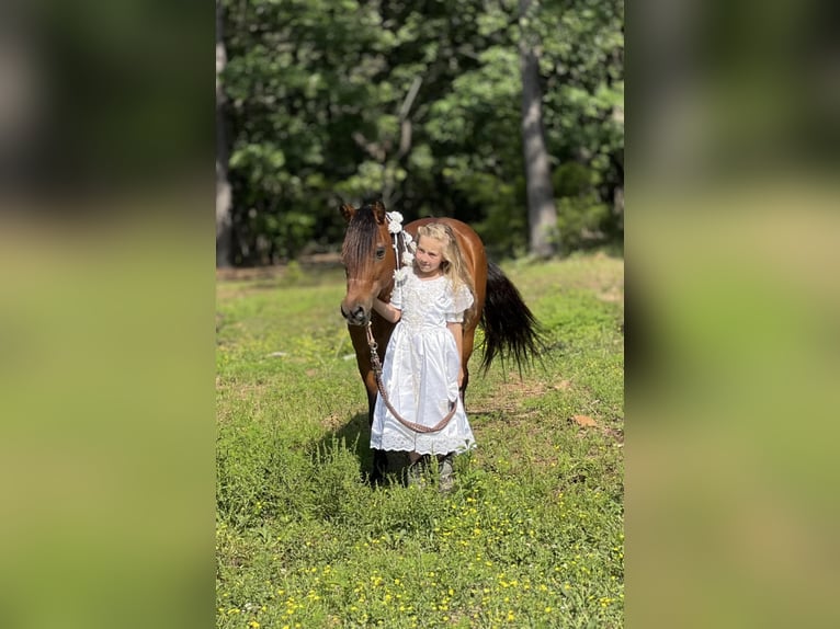 Weitere Ponys/Kleinpferde Wallach 13 Jahre 127 cm Rotbrauner in Wilburton, OK