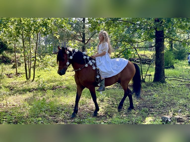 Weitere Ponys/Kleinpferde Wallach 13 Jahre 127 cm Rotbrauner in Wilburton, OK