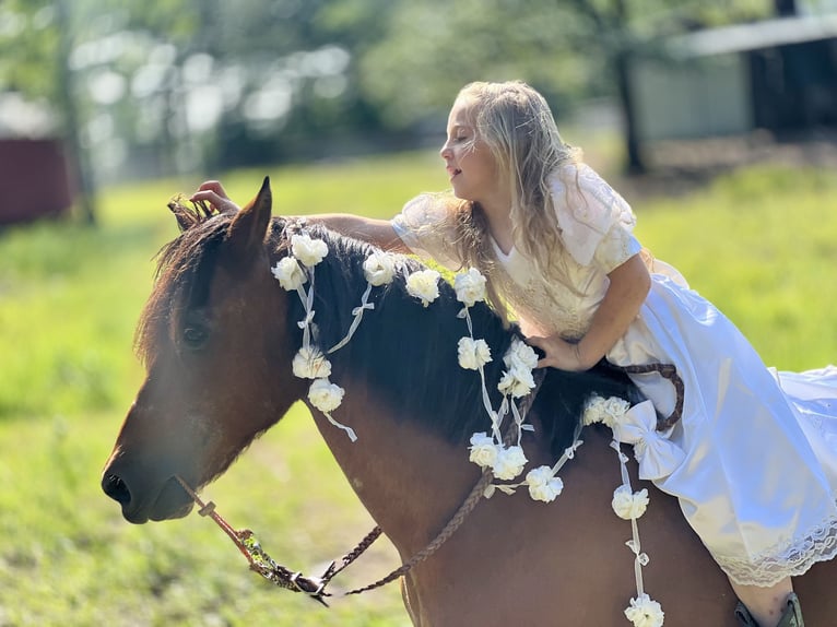 Weitere Ponys/Kleinpferde Wallach 13 Jahre 127 cm Rotbrauner in Wilburton, OK