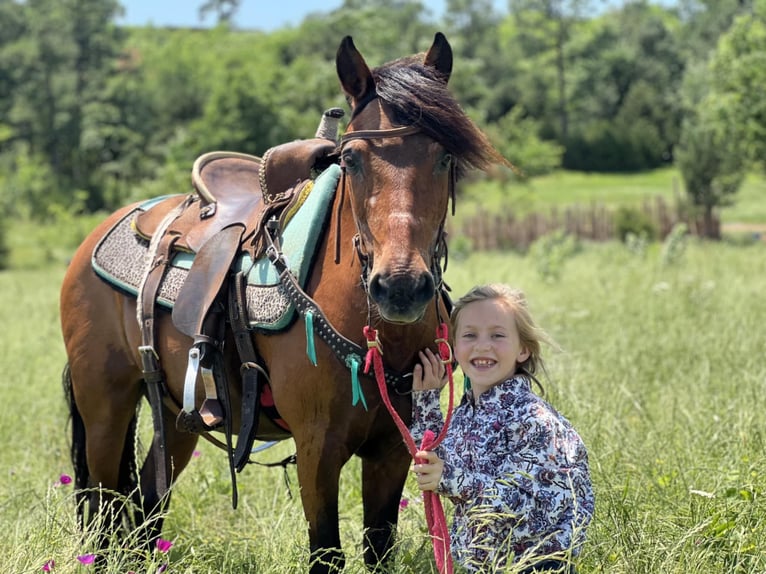 Weitere Ponys/Kleinpferde Wallach 13 Jahre 127 cm Rotbrauner in Wilburton, OK