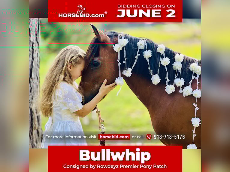 Weitere Ponys/Kleinpferde Wallach 13 Jahre 127 cm Rotbrauner in Wilburton, OK