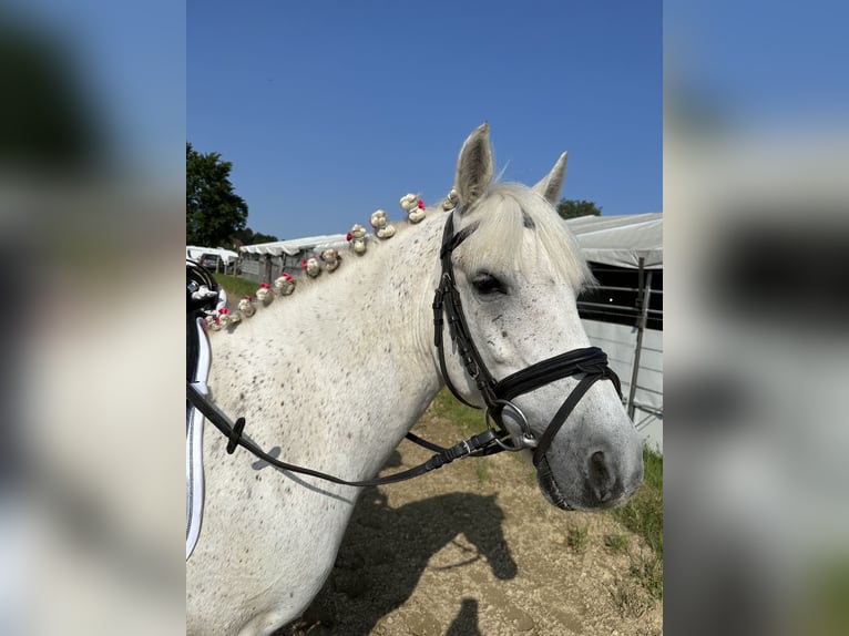 Weitere Ponys/Kleinpferde Wallach 13 Jahre 135 cm Fliegenschimmel in Zeiselmauer
