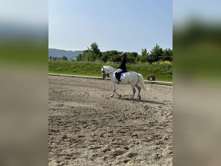 Weitere Ponys/Kleinpferde Wallach 13 Jahre 135 cm Fliegenschimmel in Zeiselmauer
